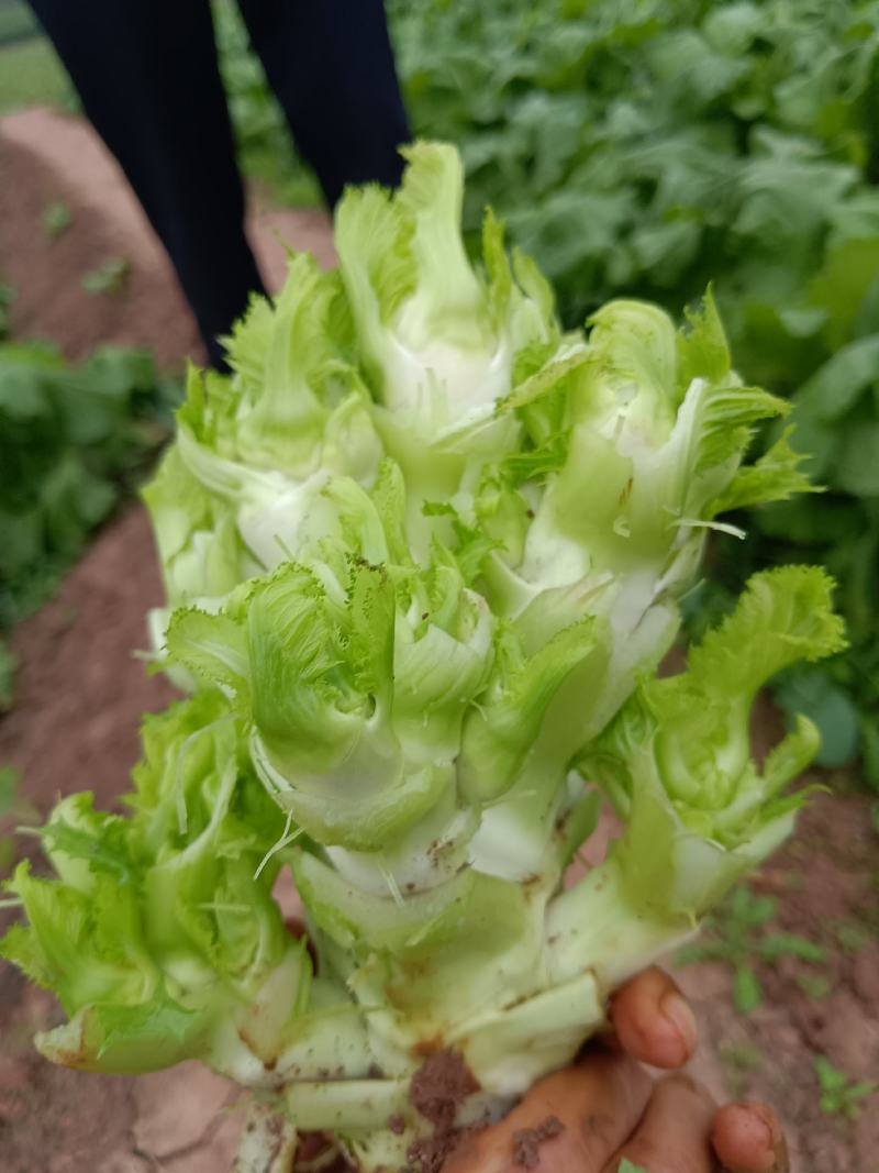 儿菜