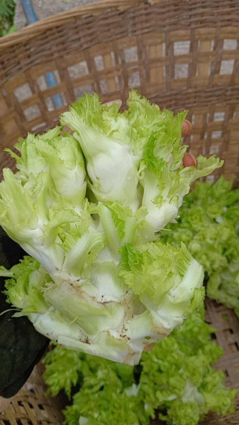 儿菜
