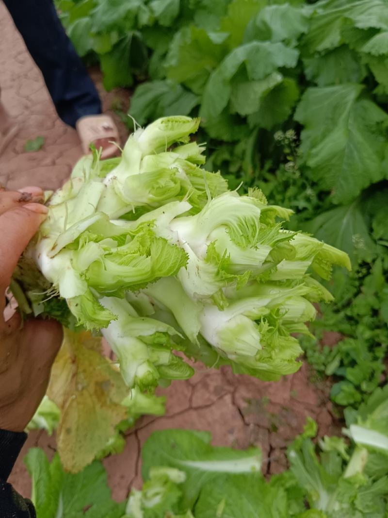 儿菜
