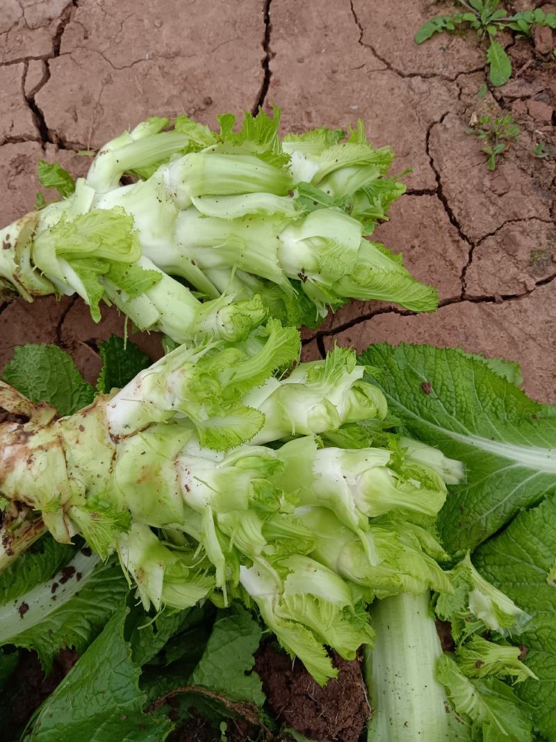 儿菜