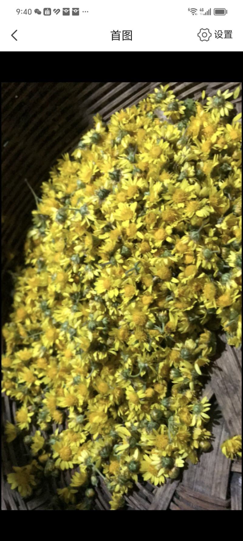菊花
