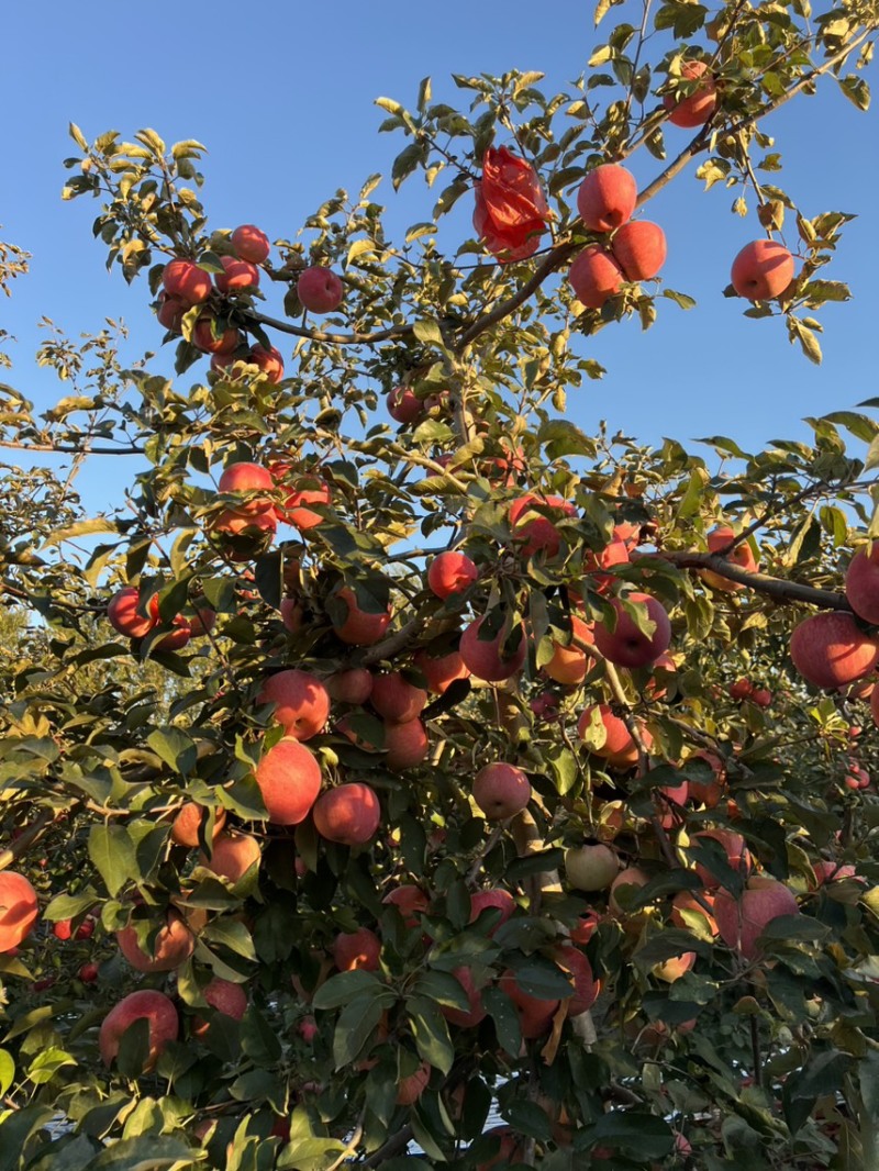 寒富苹果，条红