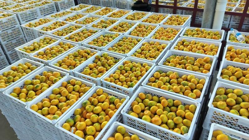 湖南郴州，东湖普早蜜橘，产地直销欢迎老板订购，量大从优