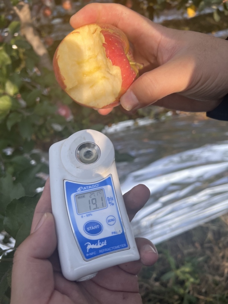 山西冰糖心膜袋红富士苹果香味浓郁产地直发诚信经营
