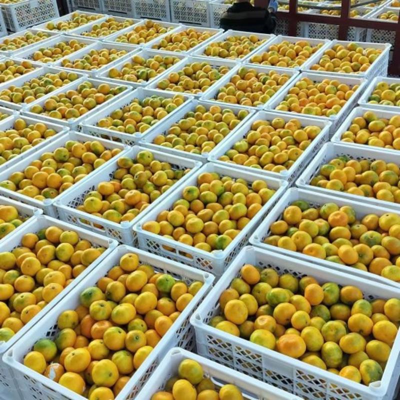 湖南郴州，东湖普早蜜橘，产地直销欢迎老板订购，量大从优