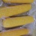 黑龙江精品糯玉米一手货源真空包装量大从优欢迎采购