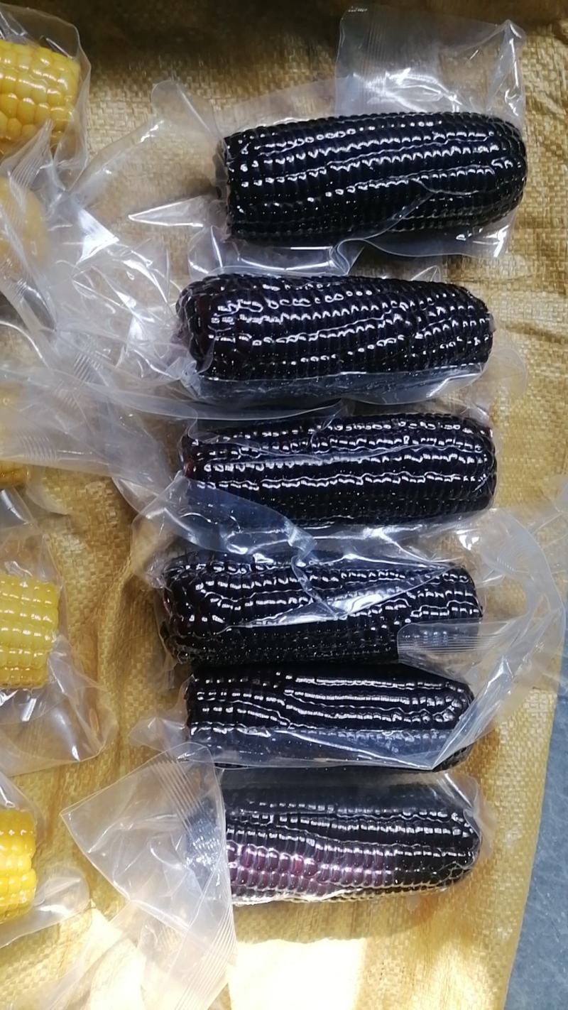 黑龙江精品糯玉米一手货源真空包装量大从优欢迎采购