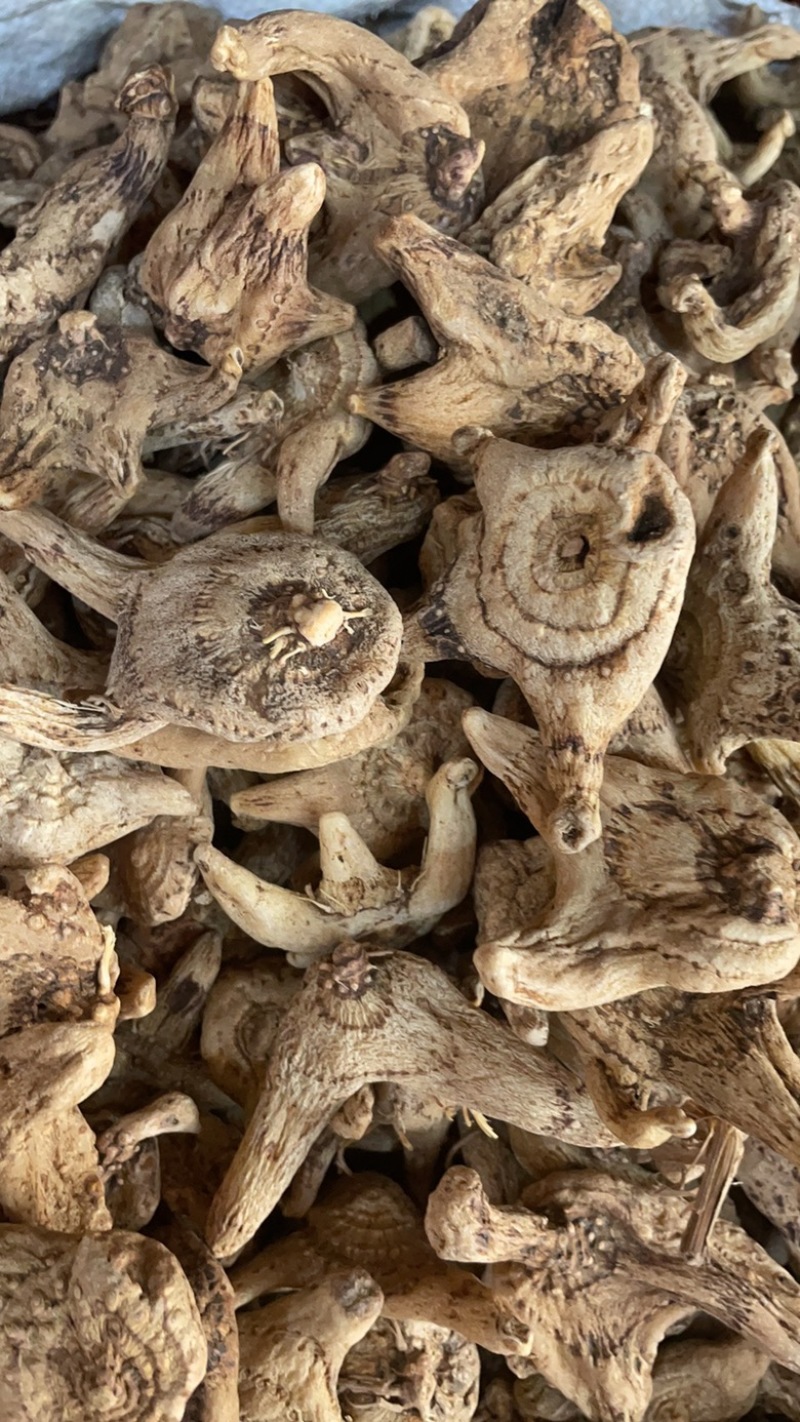 干品白芨货源充足中药材保真保量产地直售