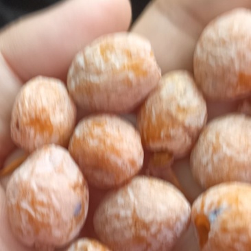 银杏果