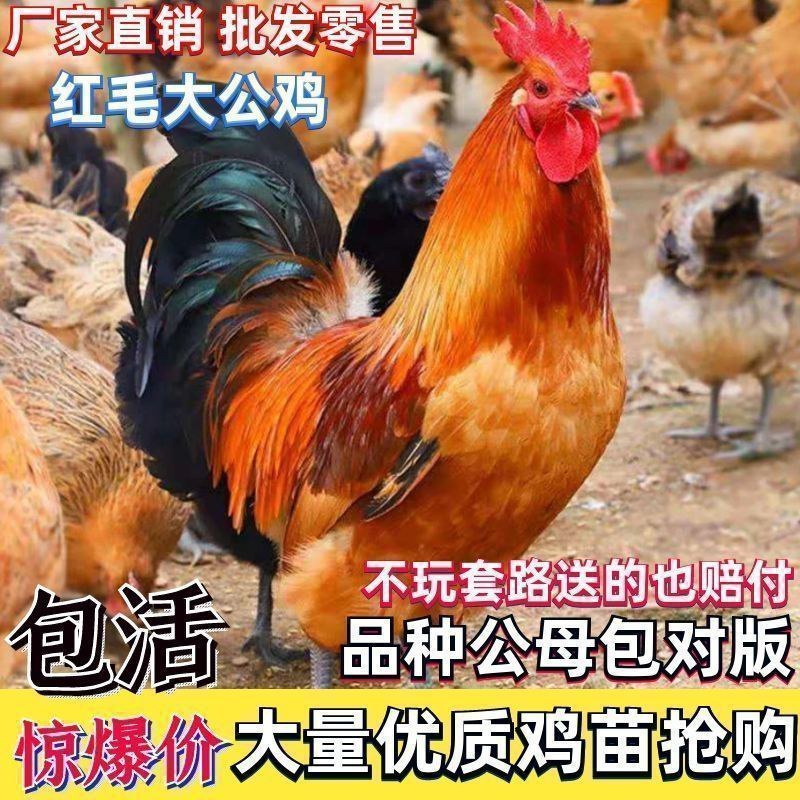 红瑶鸡苗，红公鸡苗土鸡草鸡鸡苗保证运输死亡的包赔