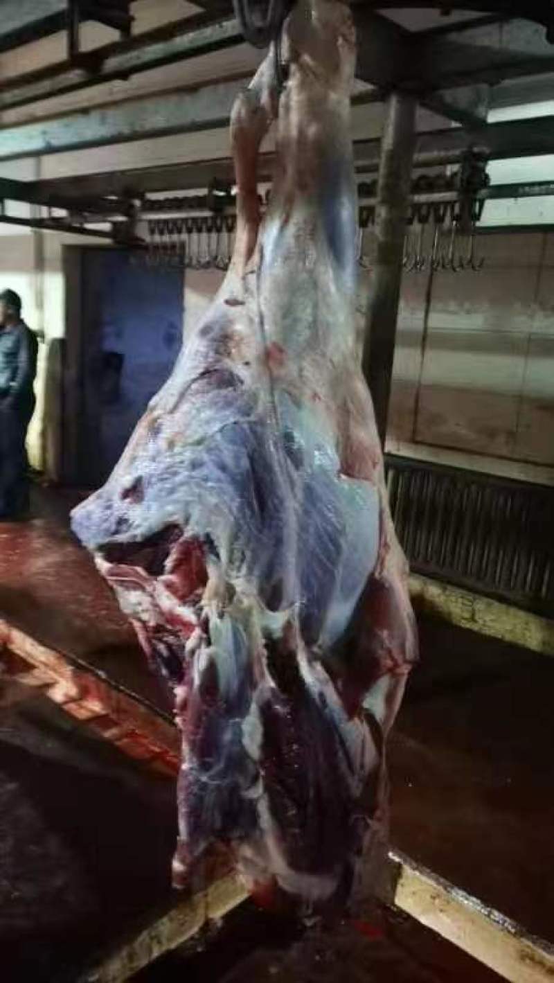 草膘黄牛肉,去骨修油