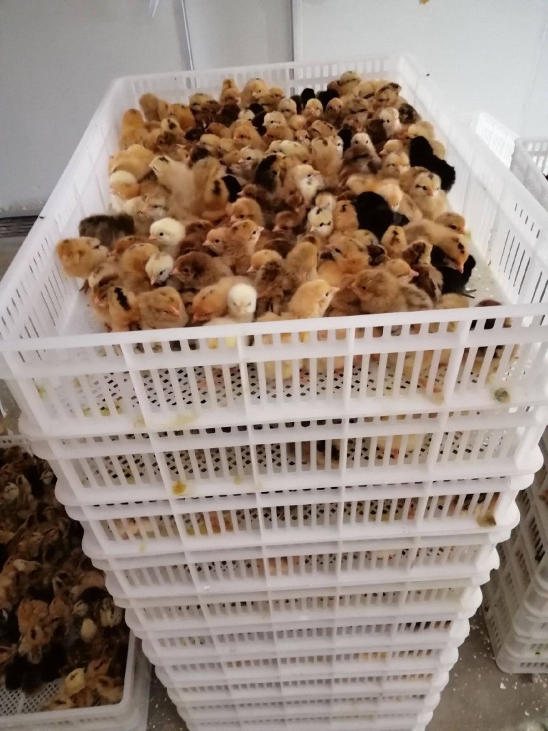 红公鸡苗土鸡草鸡鸡苗，包运费，包技术，支持送货，死亡包赔