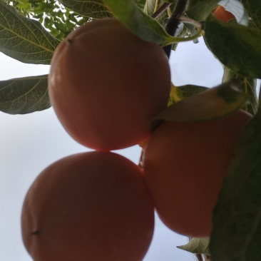 青州霜降吊饼