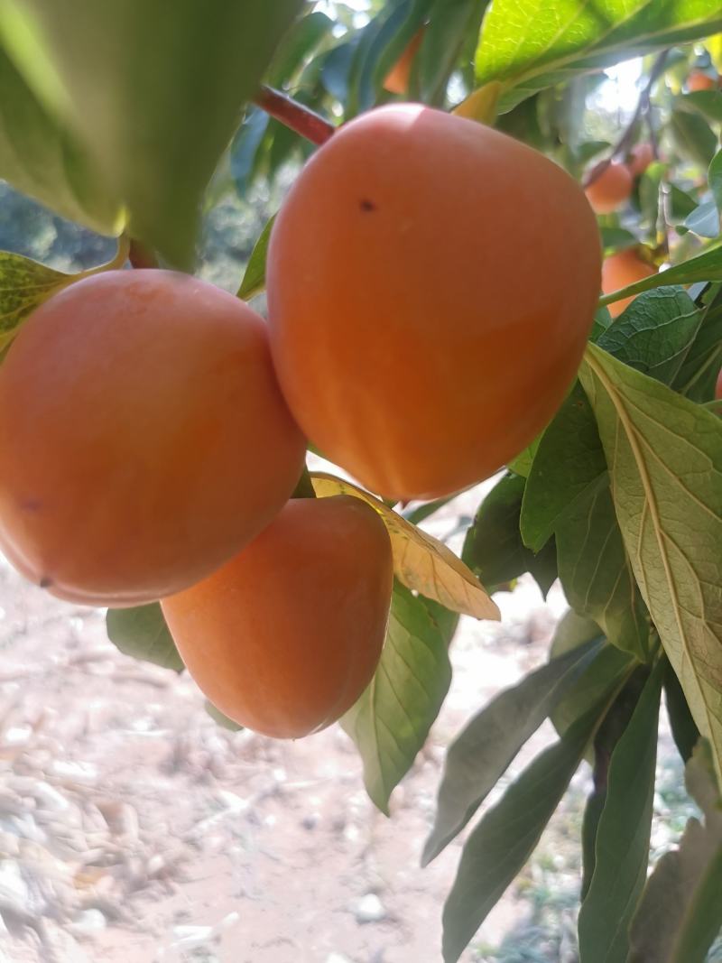 青州霜降吊饼