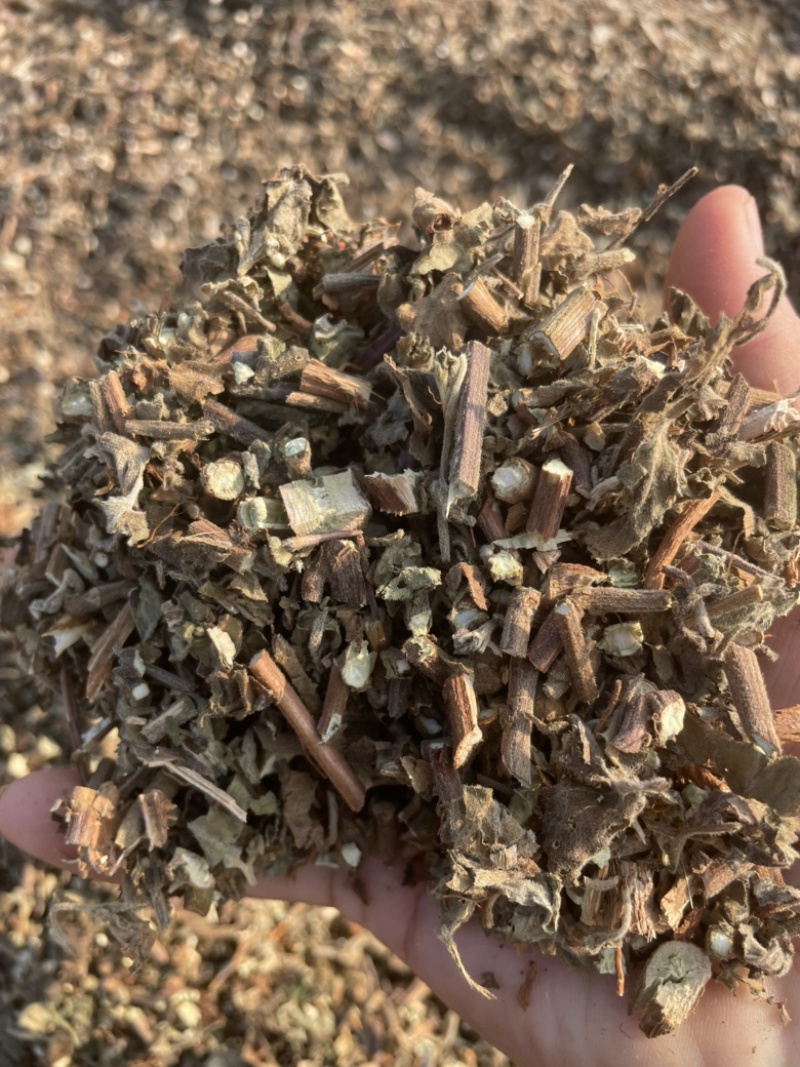 广藿香大量有货，产地一手货源，够含量，批发零售，量大从优