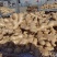 【热卖】生姜河北大黄姜产地直发货源充足品质保证