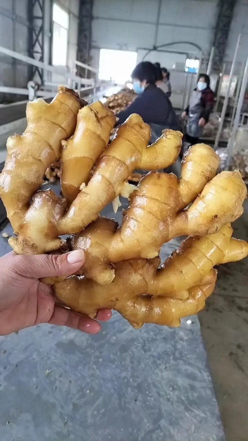 河北大黄姜生姜（圆头泥姜）色泽鲜黄光亮坏烂包赔