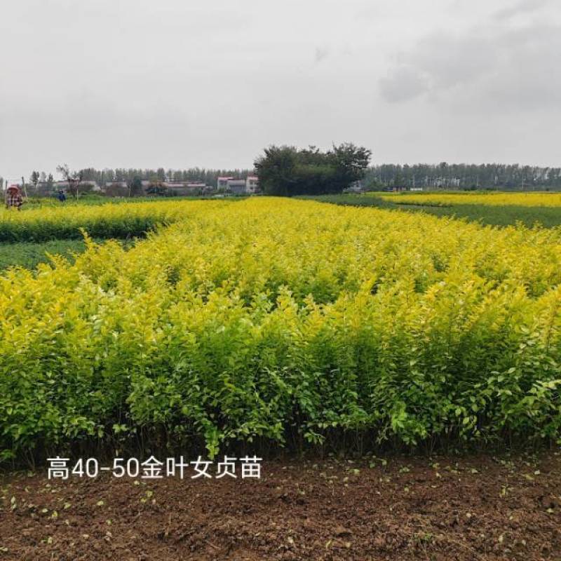 高度40-50金叶女贞苗保质保量存活率高可视频看货