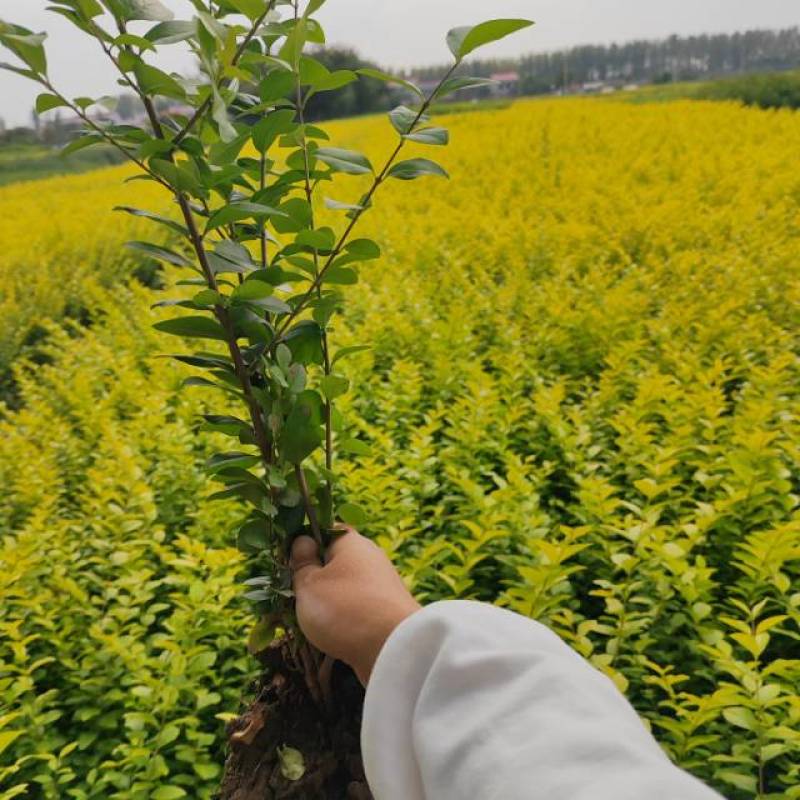 高度40-50金叶女贞苗保质保量存活率高可视频看货