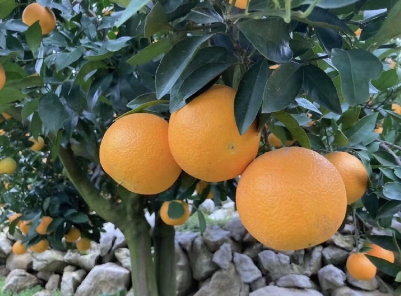 九月红脐橙皮薄多汁保质保量可对接商超市场