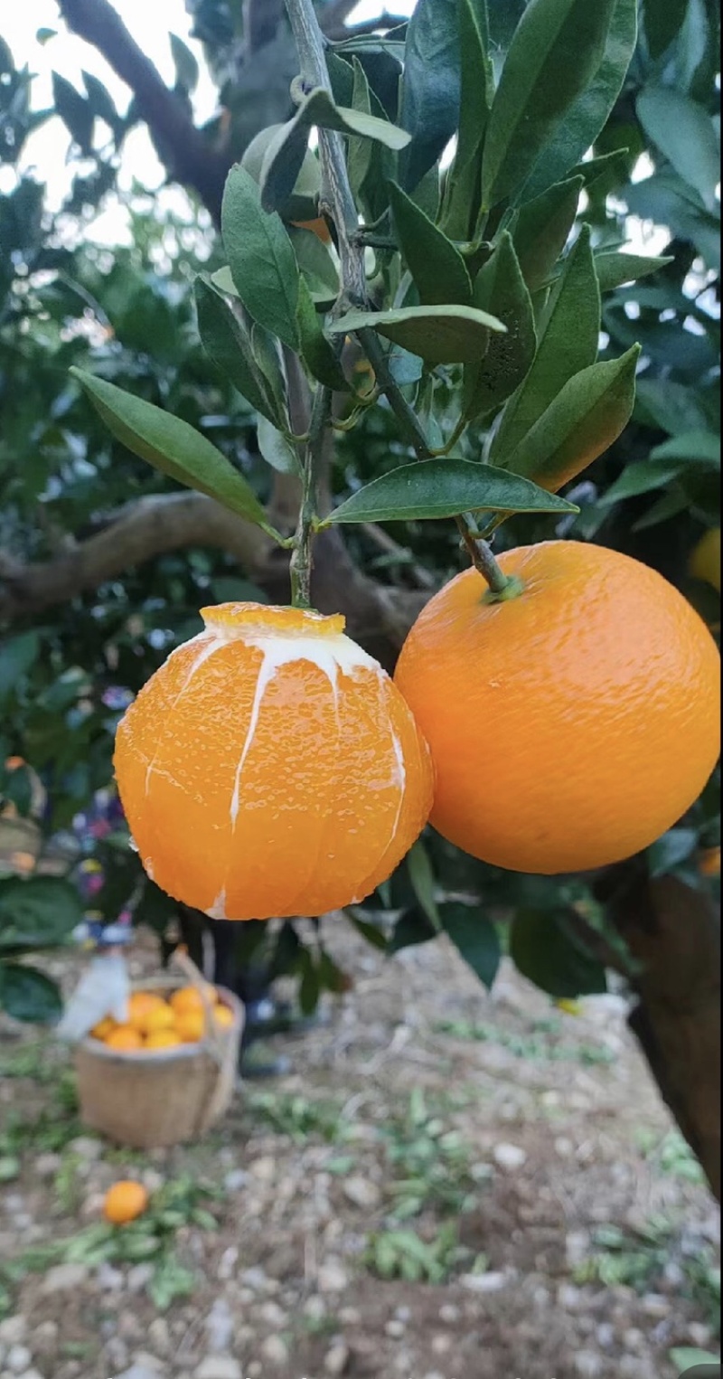 九月红脐橙皮薄多汁保质保量可对接商超市场