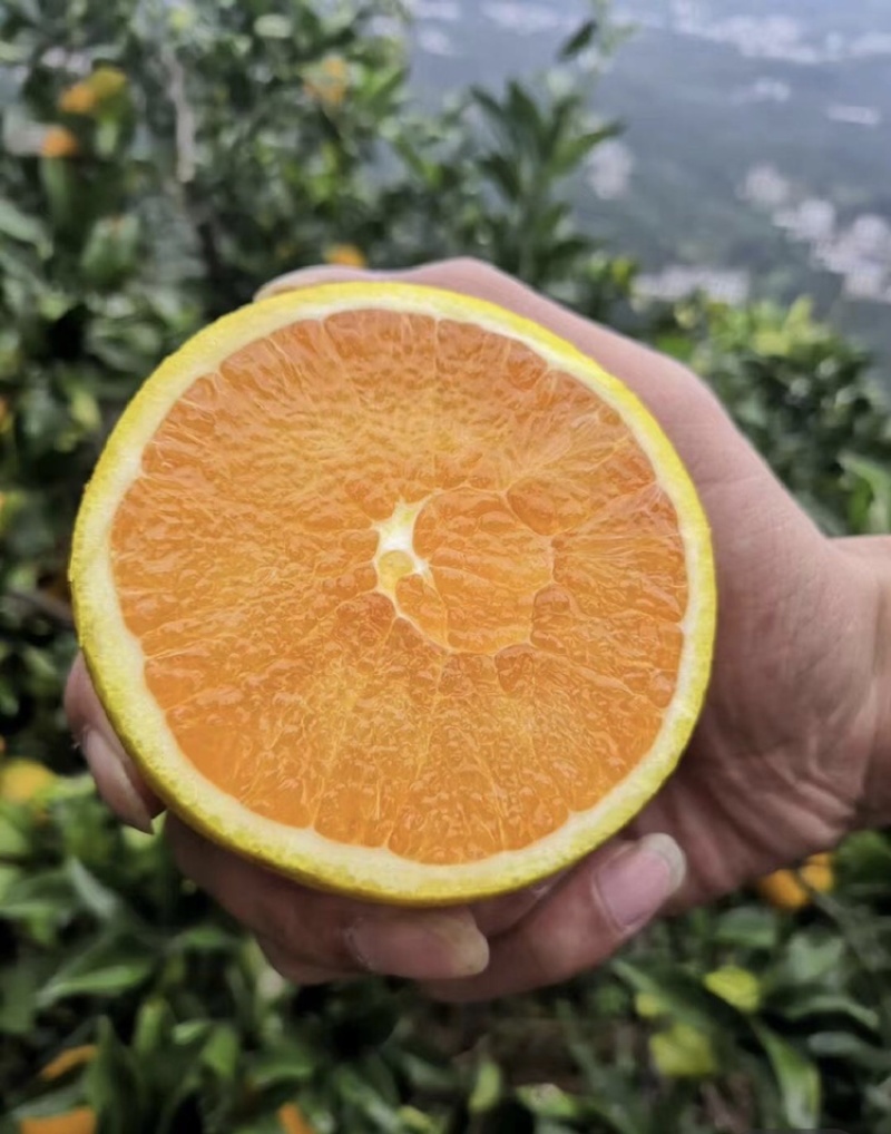 九月红脐橙皮薄多汁保质保量可对接商超市场