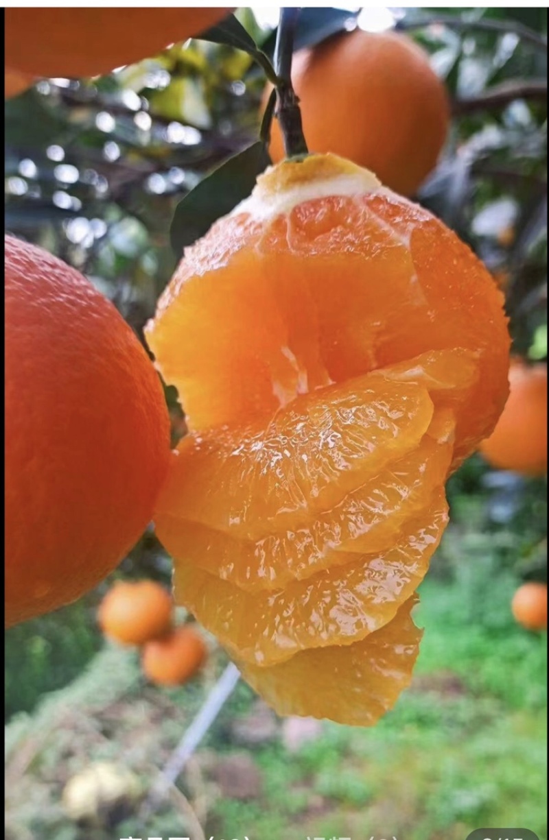 九月红脐橙皮薄多汁保质保量可对接商超市场