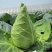 春杰甘蓝种子牛心甘兰牛心菜包菜卷心菜正品高产杂交蔬菜有机