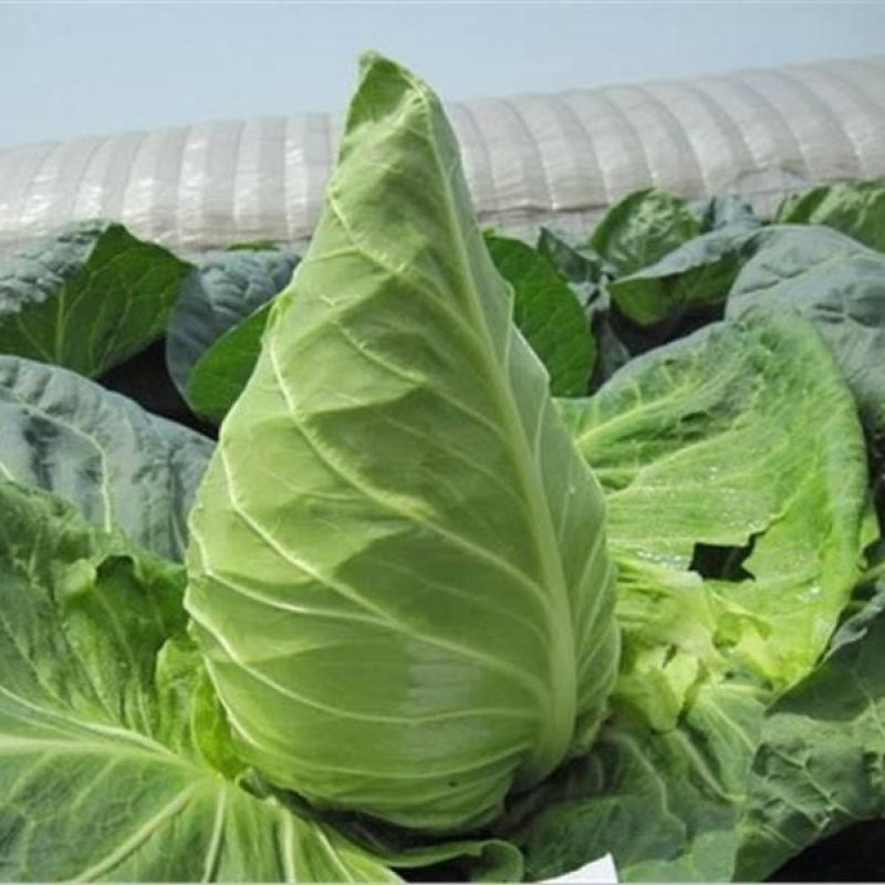 春杰甘蓝种子牛心甘兰牛心菜包菜卷心菜正品高产杂交蔬菜有机