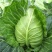 春杰甘蓝种子牛心甘兰牛心菜包菜卷心菜正品高产杂交蔬菜有机