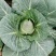 春杰甘蓝种子牛心甘兰牛心菜包菜卷心菜正品高产杂交蔬菜有机