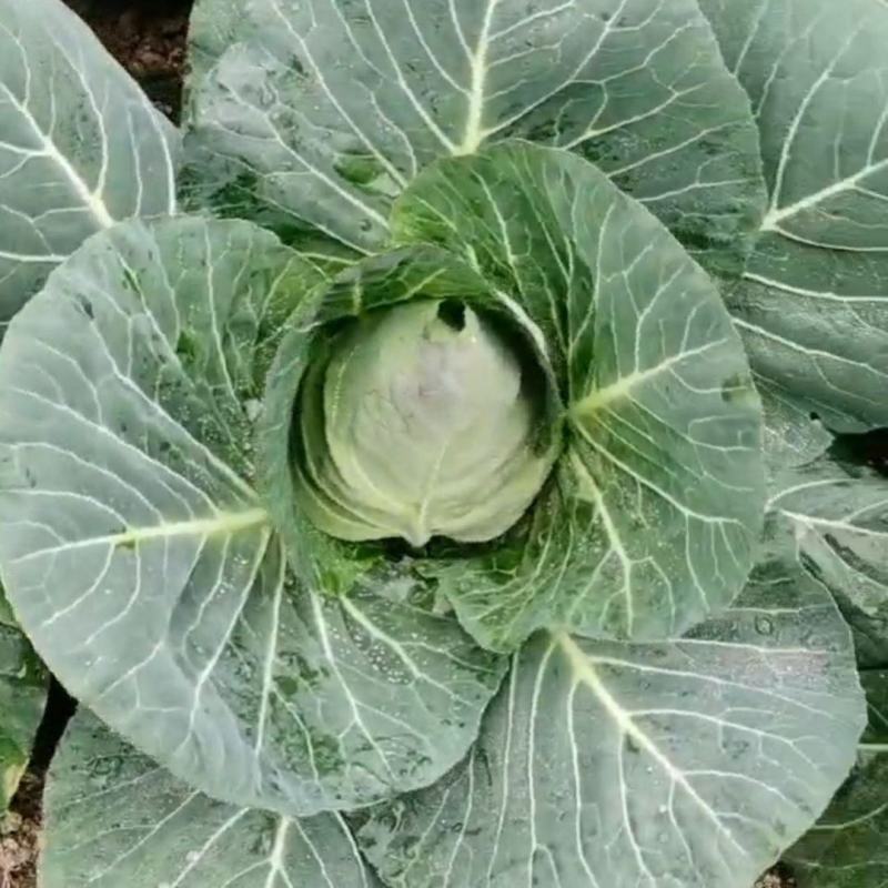 春杰甘蓝种子牛心甘兰牛心菜包菜卷心菜正品高产杂交蔬菜有机