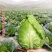 春杰甘蓝种子牛心甘兰牛心菜包菜卷心菜正品高产杂交蔬菜有机