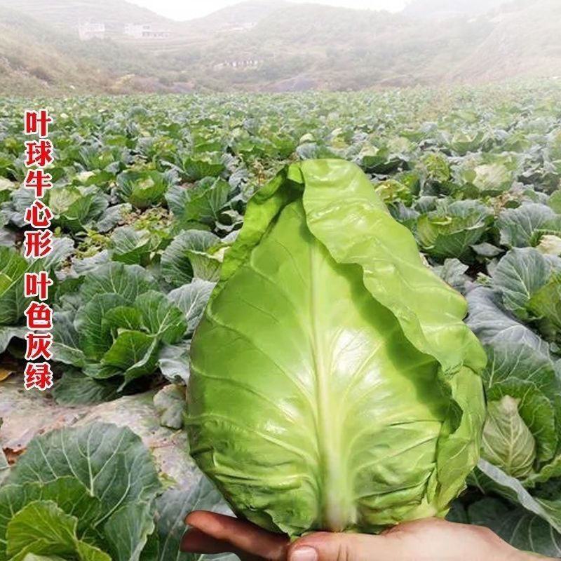 春杰甘蓝种子牛心甘兰牛心菜包菜卷心菜正品高产杂交蔬菜有机