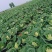 春杰甘蓝种子牛心甘兰牛心菜包菜卷心菜正品高产杂交蔬菜有机