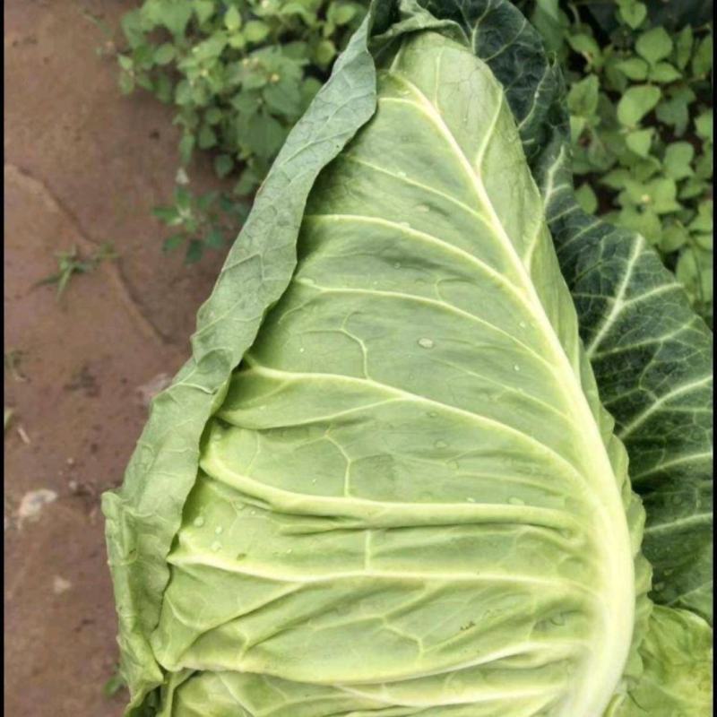春杰甘蓝种子牛心甘兰牛心菜包菜卷心菜正品高产杂交蔬菜有机