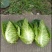 春杰甘蓝种子牛心甘兰牛心菜包菜卷心菜正品高产杂交蔬菜有机