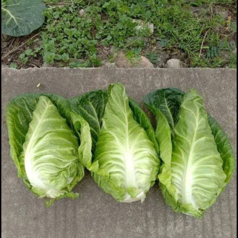 春杰甘蓝种子牛心甘兰牛心菜包菜卷心菜正品高产杂交蔬菜有机