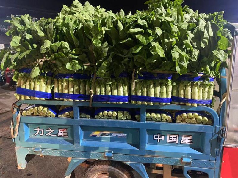 兰陵县三青莴笋，红尖叶香莴笋，大量上市，质量保证