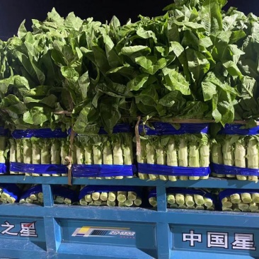 兰陵县三青莴笋，红尖叶香莴笋，大量上市，质量保证