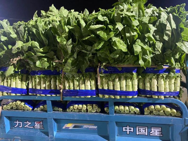 兰陵县三青莴笋，红尖叶香莴笋，大量上市，质量保证
