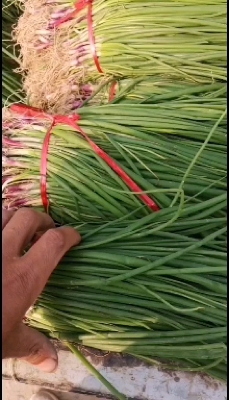 优质高产紫皮洋葱苗批发，抗病能力强，可供基地种植，电商。