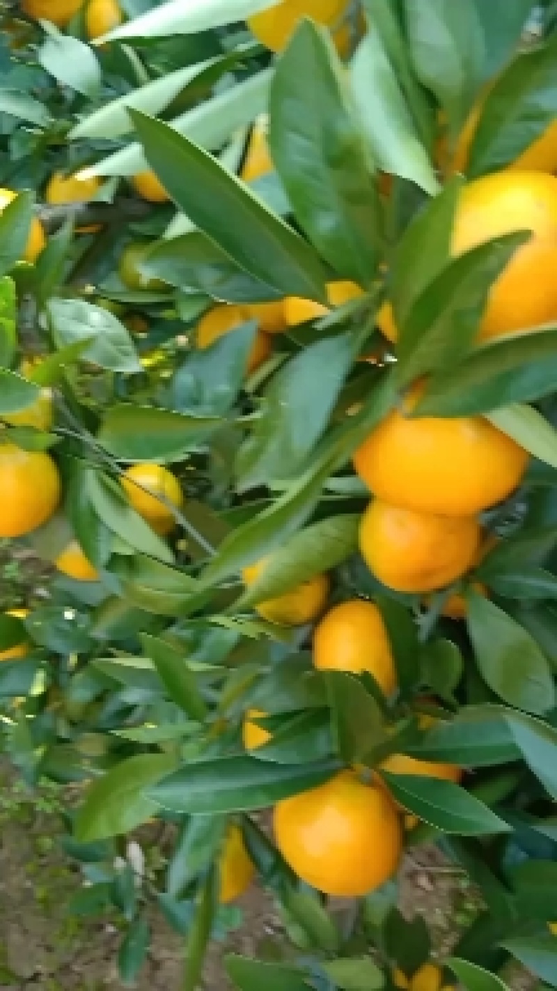 【湖北柑桔】精品早熟蜜橘皮薄汁多入口化渣量大从优