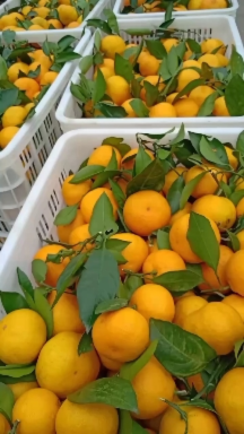 【湖北柑桔】精品早熟蜜橘皮薄汁多入口化渣量大从优