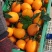 【湖北柑桔】精品早熟蜜橘皮薄汁多入口化渣量大从优