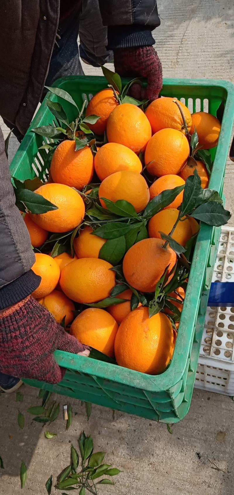 【湖北柑桔】精品早熟蜜橘皮薄汁多入口化渣量大从优