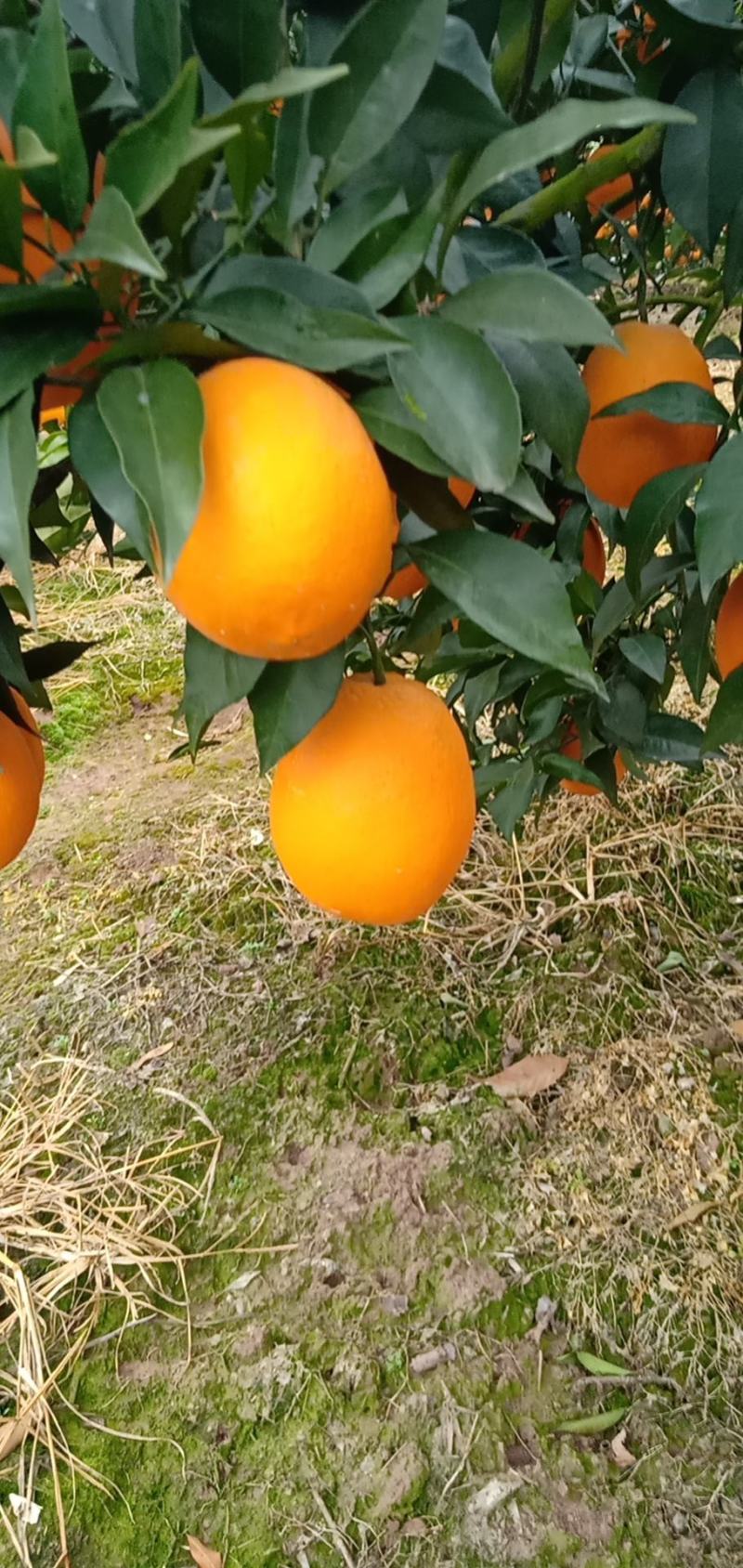 【湖北柑桔】精品早熟蜜橘皮薄汁多入口化渣量大从优