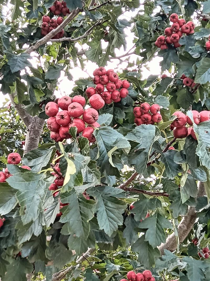 山东济南大金星山楂红果商品果打浆果大量供应新鲜采摘对接