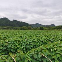贵州山桐子树苗，自家苗圃基地，200多亩，大量供应欢迎看