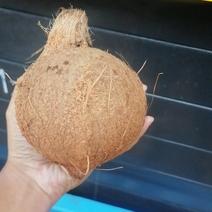 海南老椰子